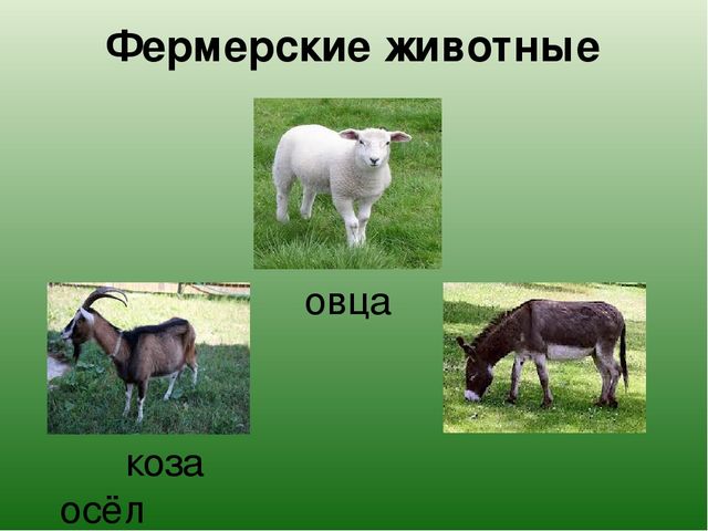 Презентация "Какие бывают животные?"
