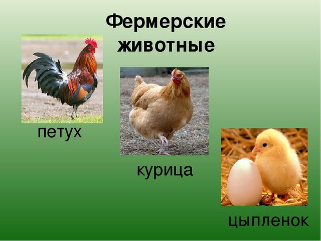 Презентация "Какие бывают животные?"