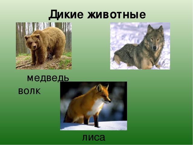 Картинка волк лиса медведь. Лиса, волк и медведь. Животные лиса и медведь. Волки лисы и медведи. Медведь и лиса.