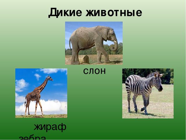 Презентация "Какие бывают животные?"