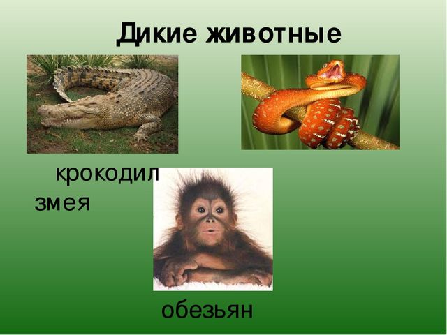 Презентация "Какие бывают животные?"