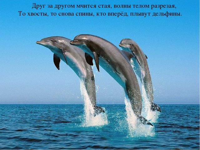 Презентация по теме "Море и морские обитатели"
