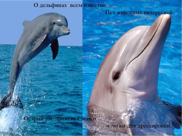 Презентация по теме "Море и морские обитатели"