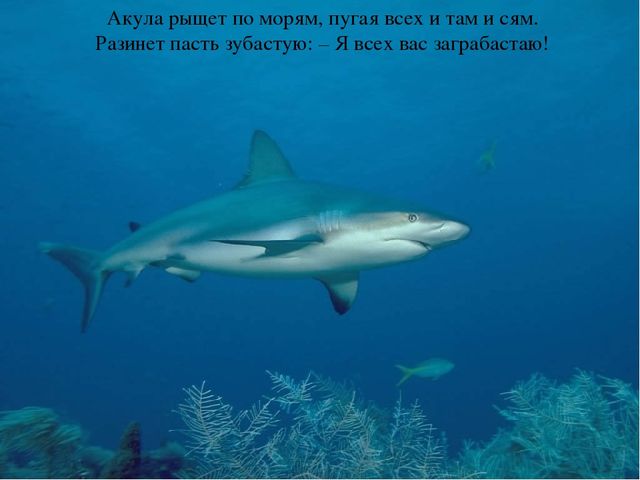 Презентация по теме "Море и морские обитатели"