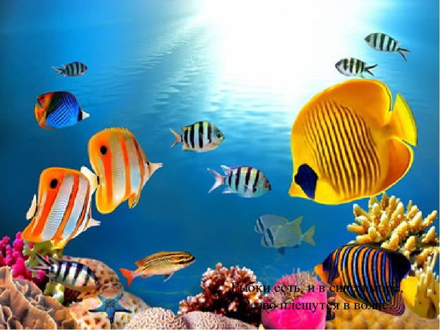 Презентация по теме "Море и морские обитатели"