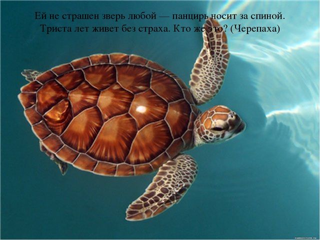 Презентация по теме "Море и морские обитатели"