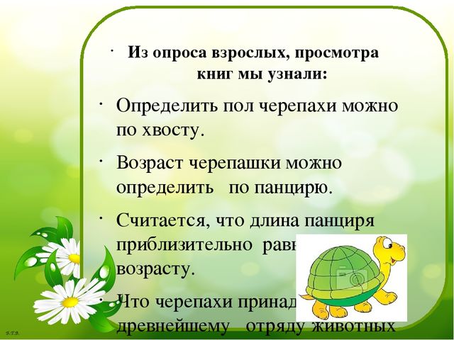 Паспорт проекта «Знакомство с черепахой»