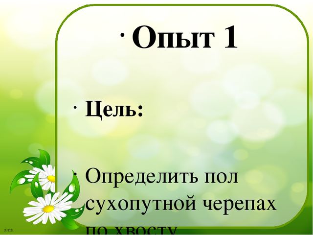 Паспорт проекта «Знакомство с черепахой»