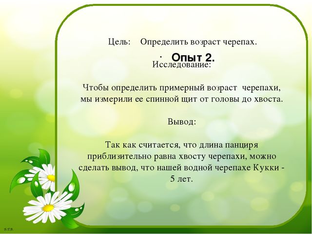 Паспорт проекта «Знакомство с черепахой»