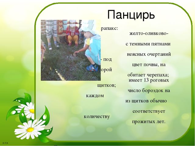 Паспорт проекта «Знакомство с черепахой»