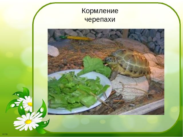 Паспорт проекта «Знакомство с черепахой»