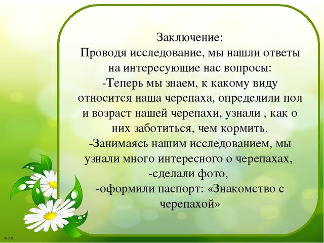Паспорт проекта «Знакомство с черепахой»