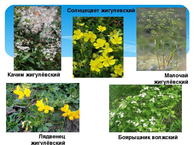 Презентация "Жигули-зелёная жечужина Волги"