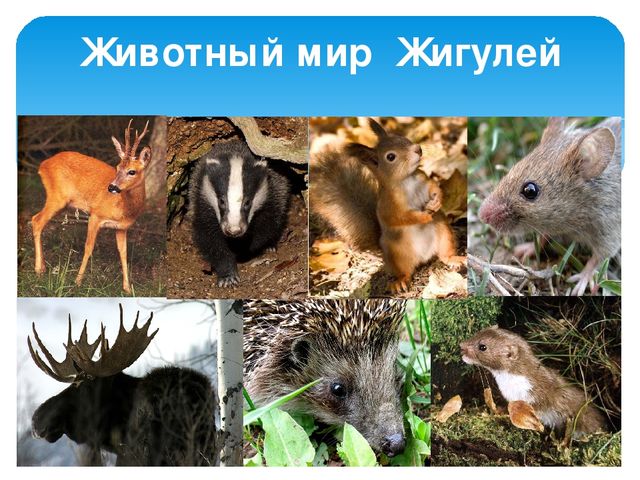 Презентация "Жигули-зелёная жечужина Волги"