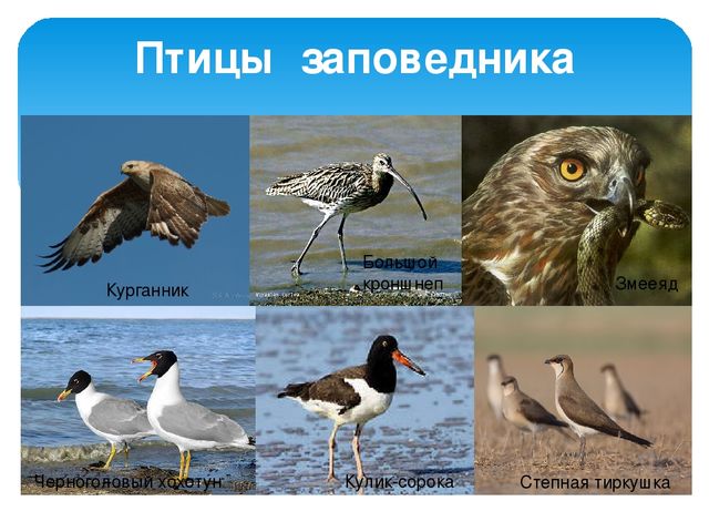 Презентация "Жигули-зелёная жечужина Волги"