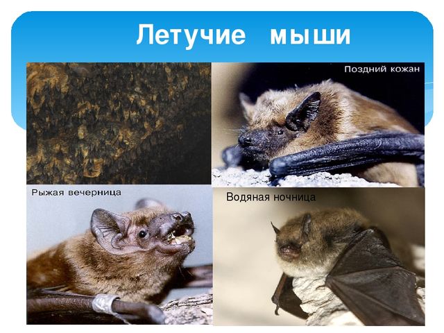 Презентация "Жигули-зелёная жечужина Волги"