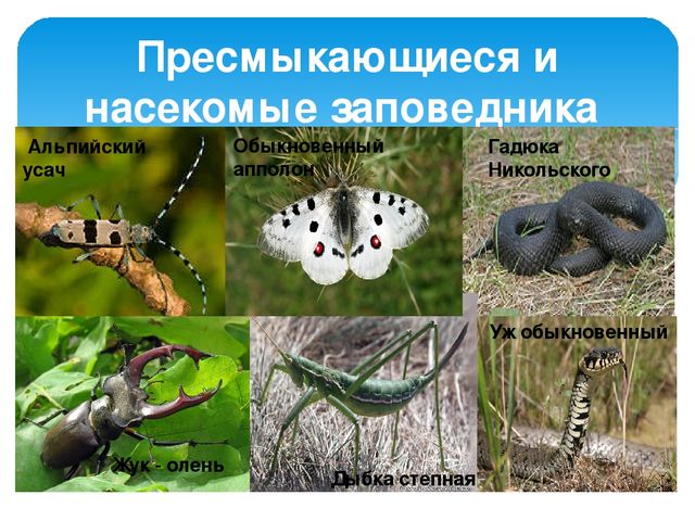 Презентация "Жигули-зелёная жечужина Волги"