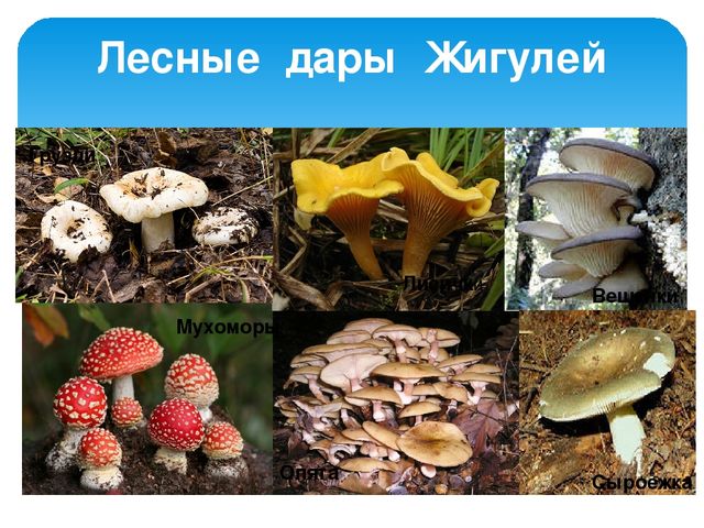 Презентация "Жигули-зелёная жечужина Волги"