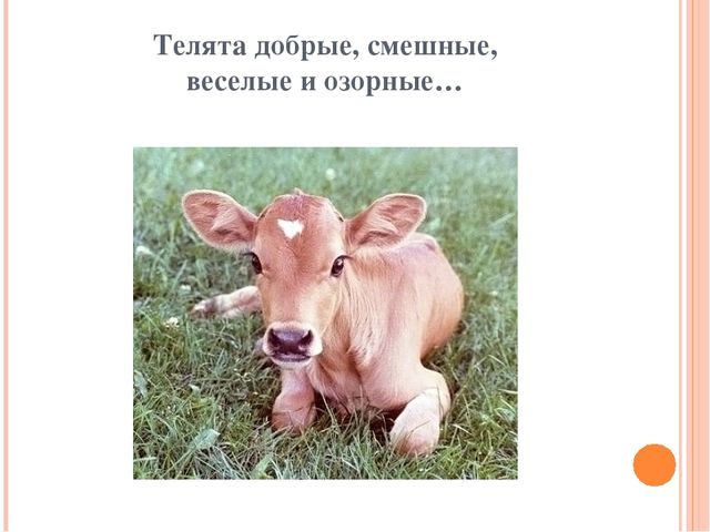 Презентация для дошкольников "Домашние друзья"