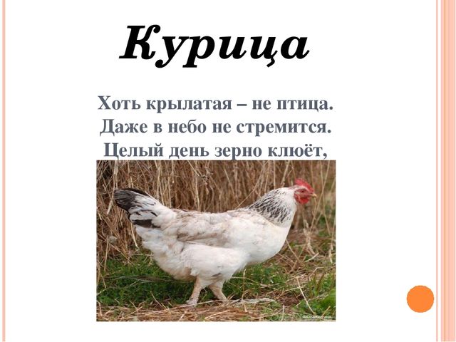 Презентация для дошкольников "Домашние друзья"
