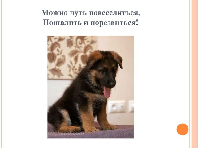 Презентация для дошкольников "Домашние друзья"