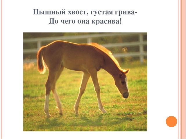 Презентация для дошкольников "Домашние друзья"