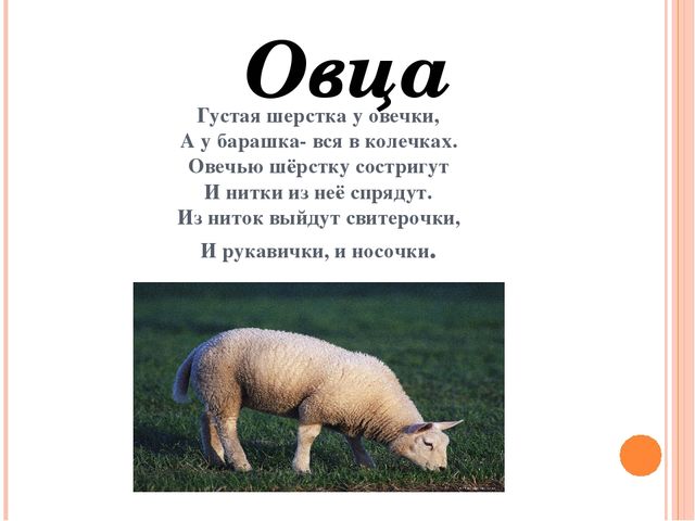 Презентация для дошкольников "Домашние друзья"