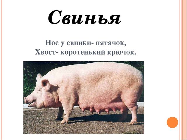 Презентация для дошкольников "Домашние друзья"