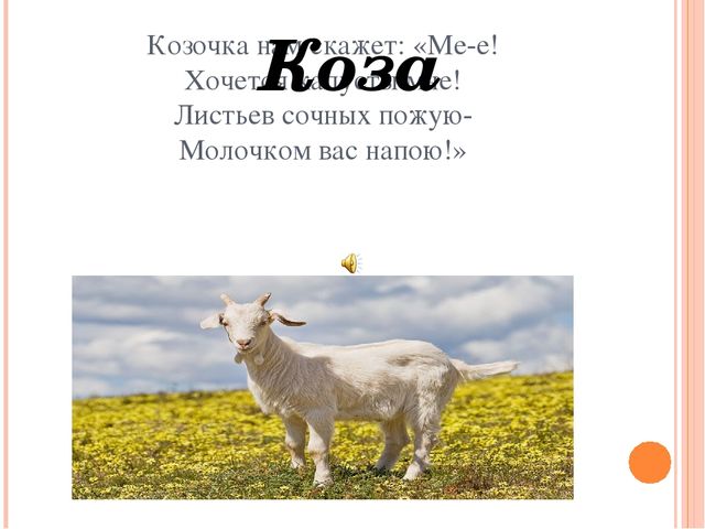 Презентация для дошкольников "Домашние друзья"