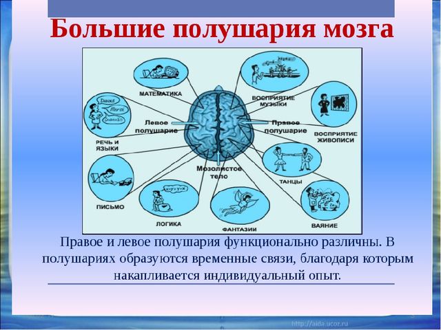 Презентация к семинару для педагогов "Использование приемов кинезиологии в работе с детьми"