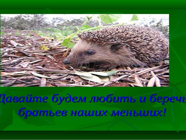 Презентация на тему " Сердитый недотрога"