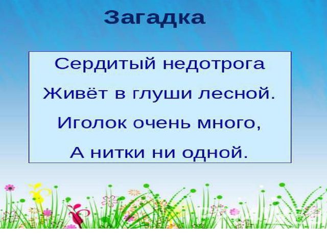 Презентация на тему " Сердитый недотрога"