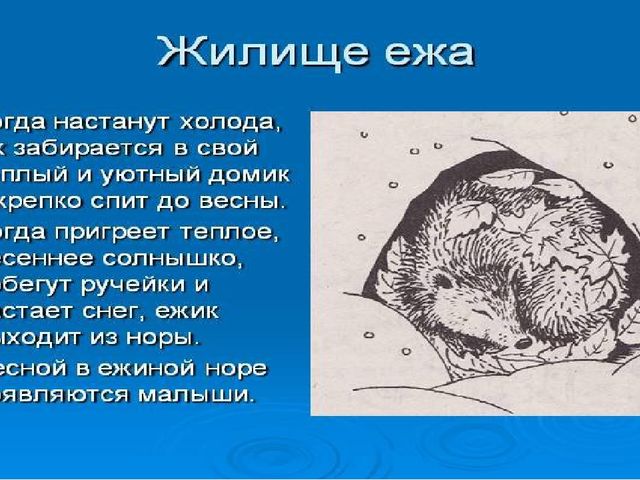 Презентация на тему " Сердитый недотрога"