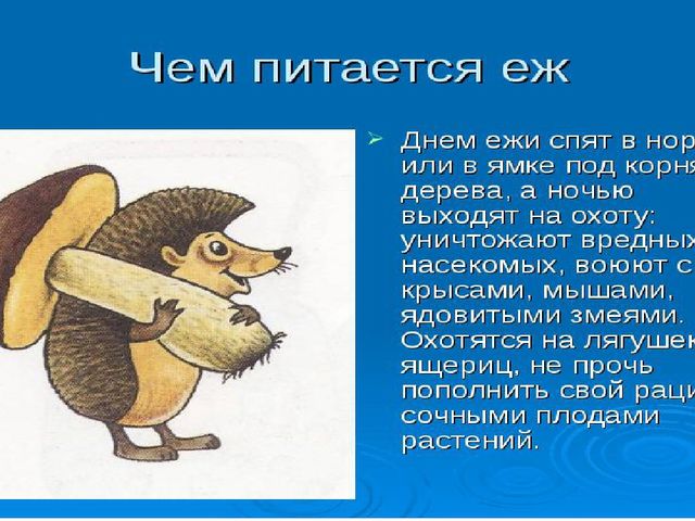 Презентация на тему " Сердитый недотрога"