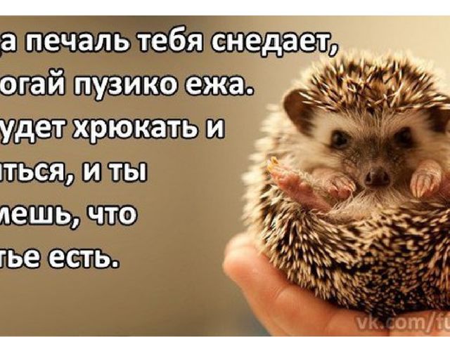Презентация на тему " Сердитый недотрога"