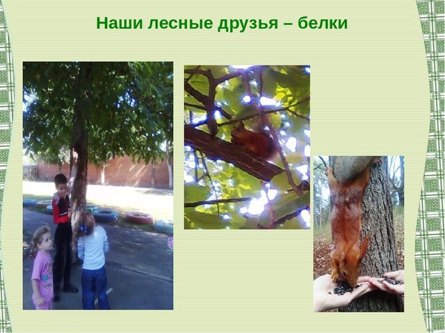 Воспитание экологической культуры как условие валеологического развития детей дошкольного возраста