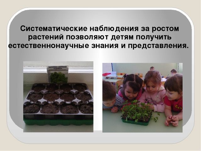 Презентация на тему: "Огород на окне" во второй младшей группе