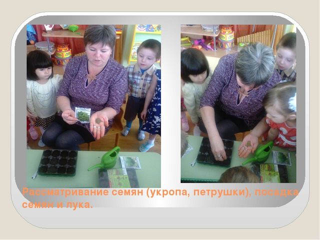 Презентация на тему: "Огород на окне" во второй младшей группе
