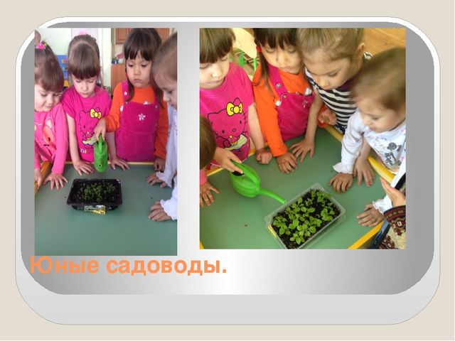 Презентация на тему: "Огород на окне" во второй младшей группе