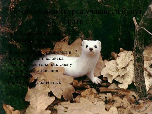 Презентация курса для дошкольников "В гостях у дедушки Берендея"