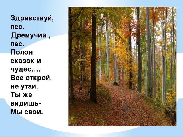 Здравствуй лес, дремучий лес...