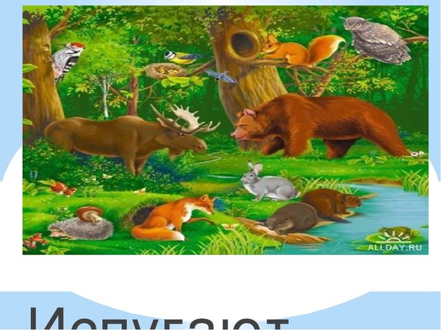 Здравствуй лес, дремучий лес...