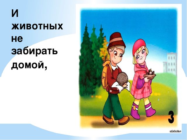 Здравствуй лес, дремучий лес...