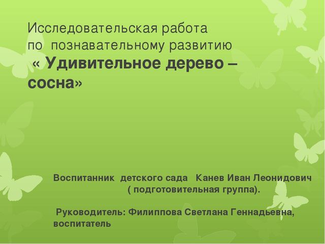 Исследовательская работа по познавательному развитию: " Удивительное дерево - сосна"
