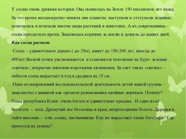 Исследовательская работа по познавательному развитию: " Удивительное дерево - сосна"