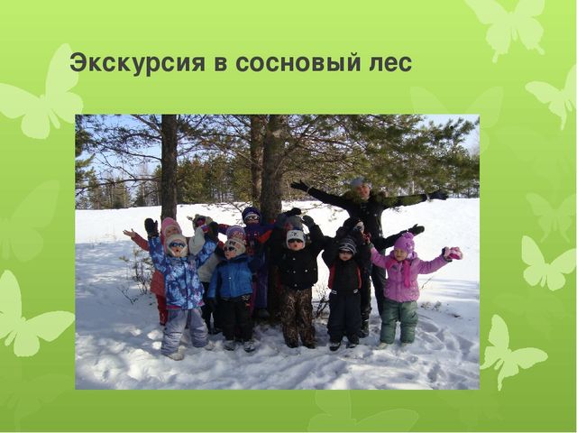 Исследовательская работа по познавательному развитию: " Удивительное дерево - сосна"