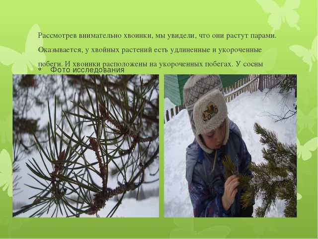 Исследовательская работа по познавательному развитию: " Удивительное дерево - сосна"