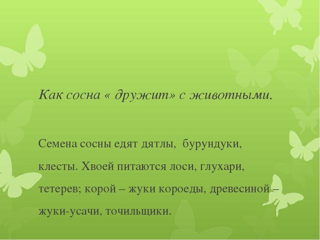 Исследовательская работа по познавательному развитию: " Удивительное дерево - сосна"