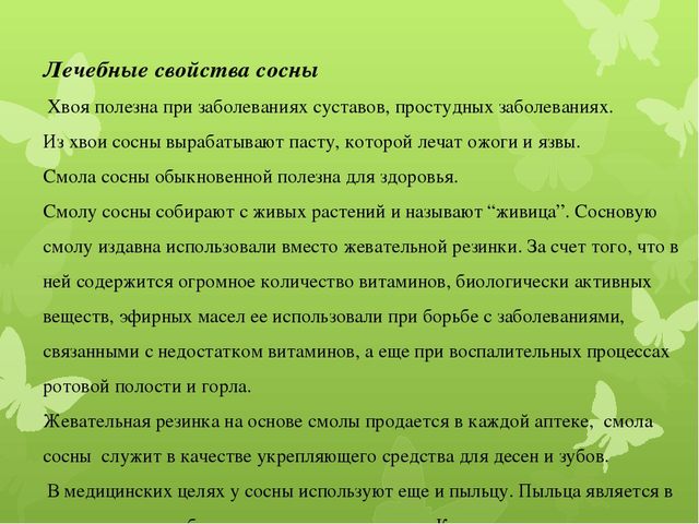 Исследовательская работа по познавательному развитию: " Удивительное дерево - сосна"