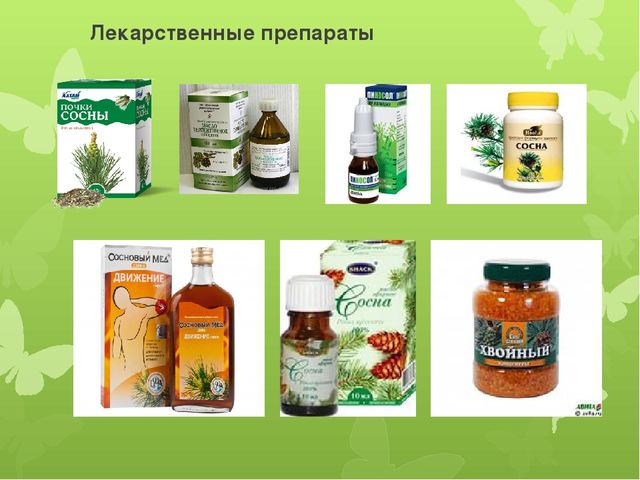 Исследовательская работа по познавательному развитию: " Удивительное дерево - сосна"